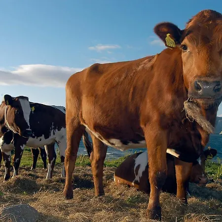 Feriehus 5 Person In Engavagen-by Traum *